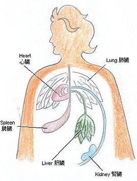 人體五臟圖